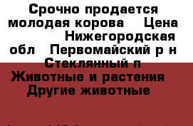 Срочно продается молодая корова. › Цена ­ 40 000 - Нижегородская обл., Первомайский р-н, Стеклянный п. Животные и растения » Другие животные   
